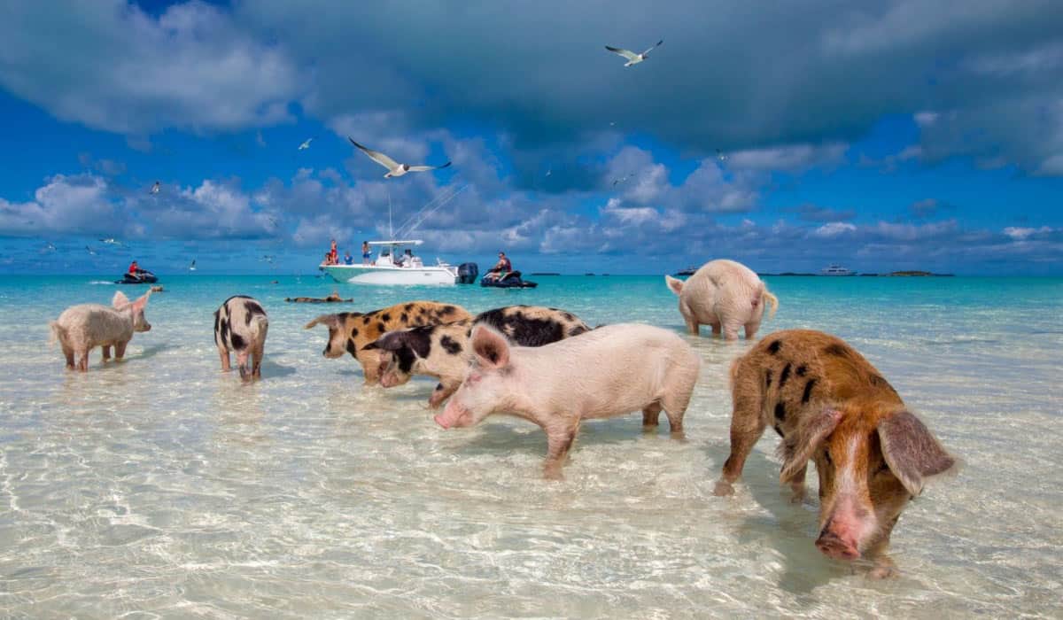 Pig Beach(trubahamianfoodtours)